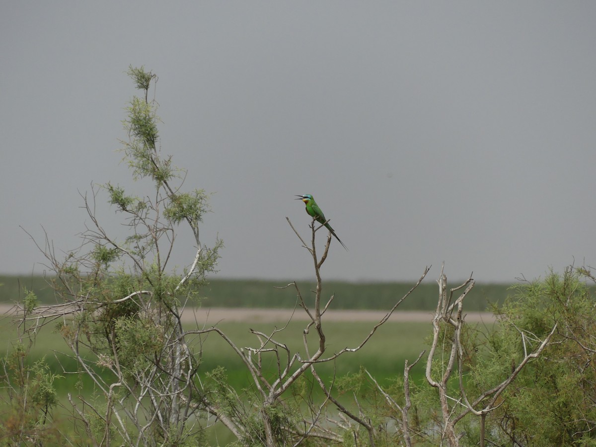 שרקרק ירוק - ML645488741