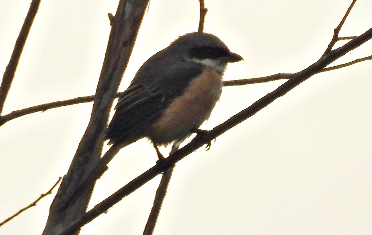 Тибетский сорокопут - ML645488742