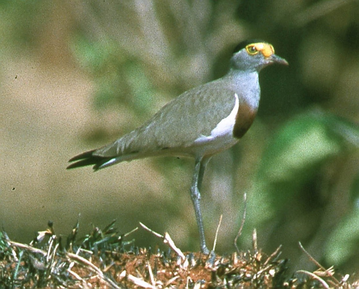 Brown-chested Lapwing - ML645488765