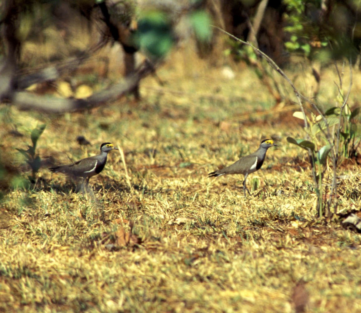 Brown-chested Lapwing - ML645488766