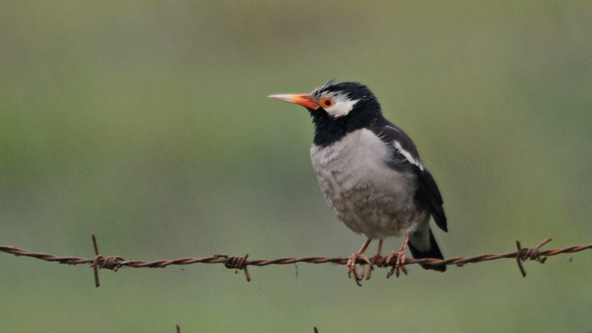 Indian Pied Starling - ML645488774