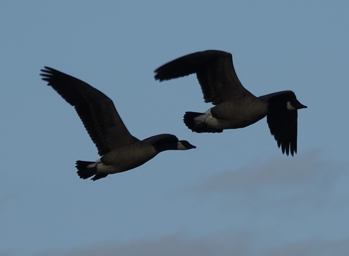 小加拿大雁 - ML645488780