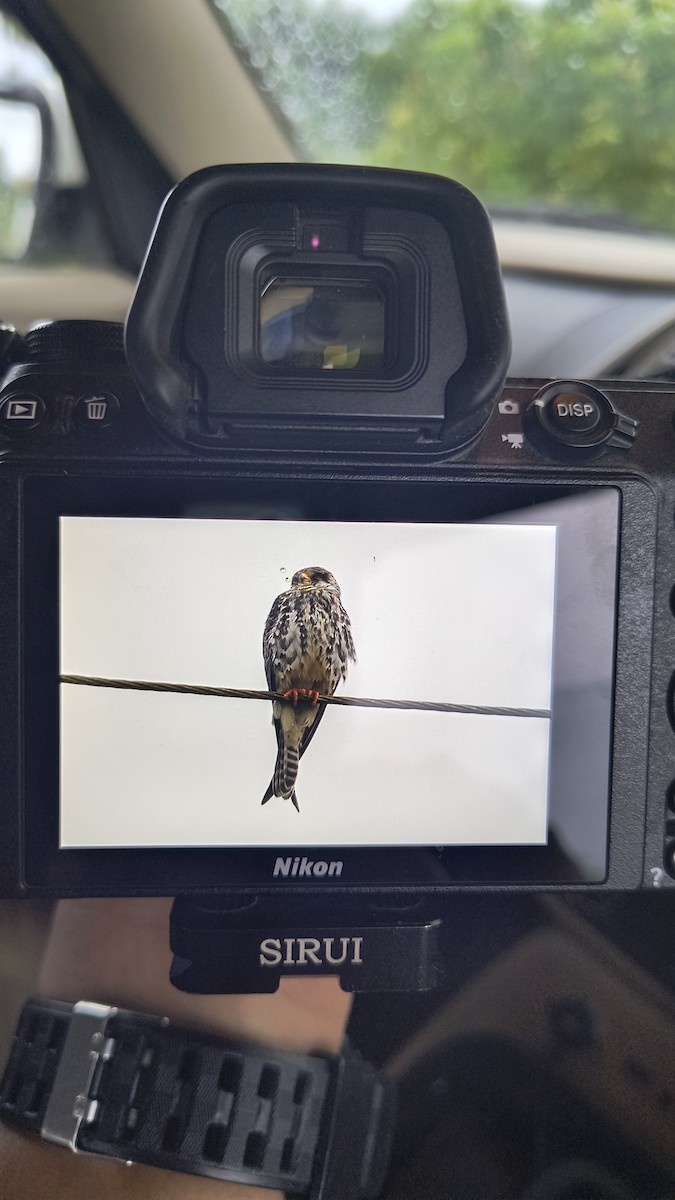 Amur Falcon - ML645488786