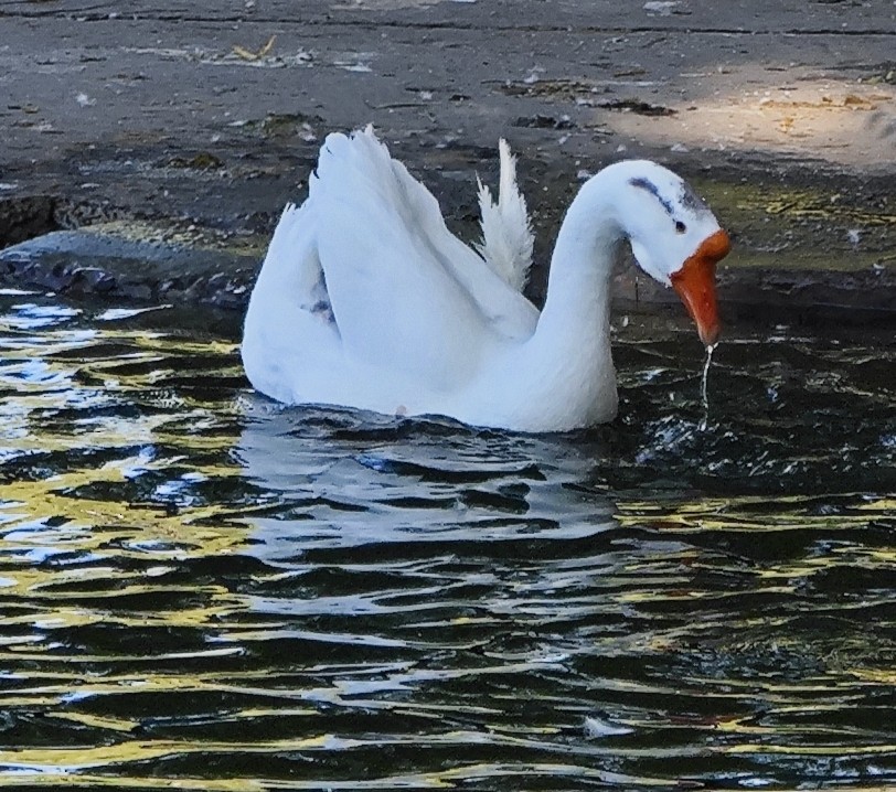 Çin Kazı (evcil tip) - ML645488788