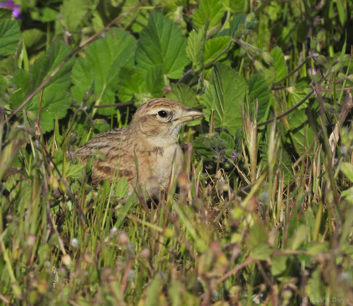 Greater Short-toed Lark - ML645488789