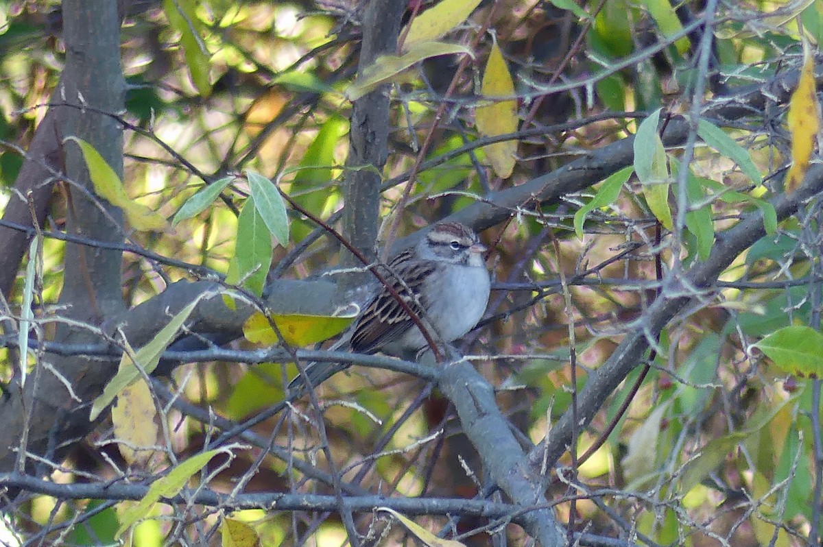 チャガシラヒメドリ - ML645488793