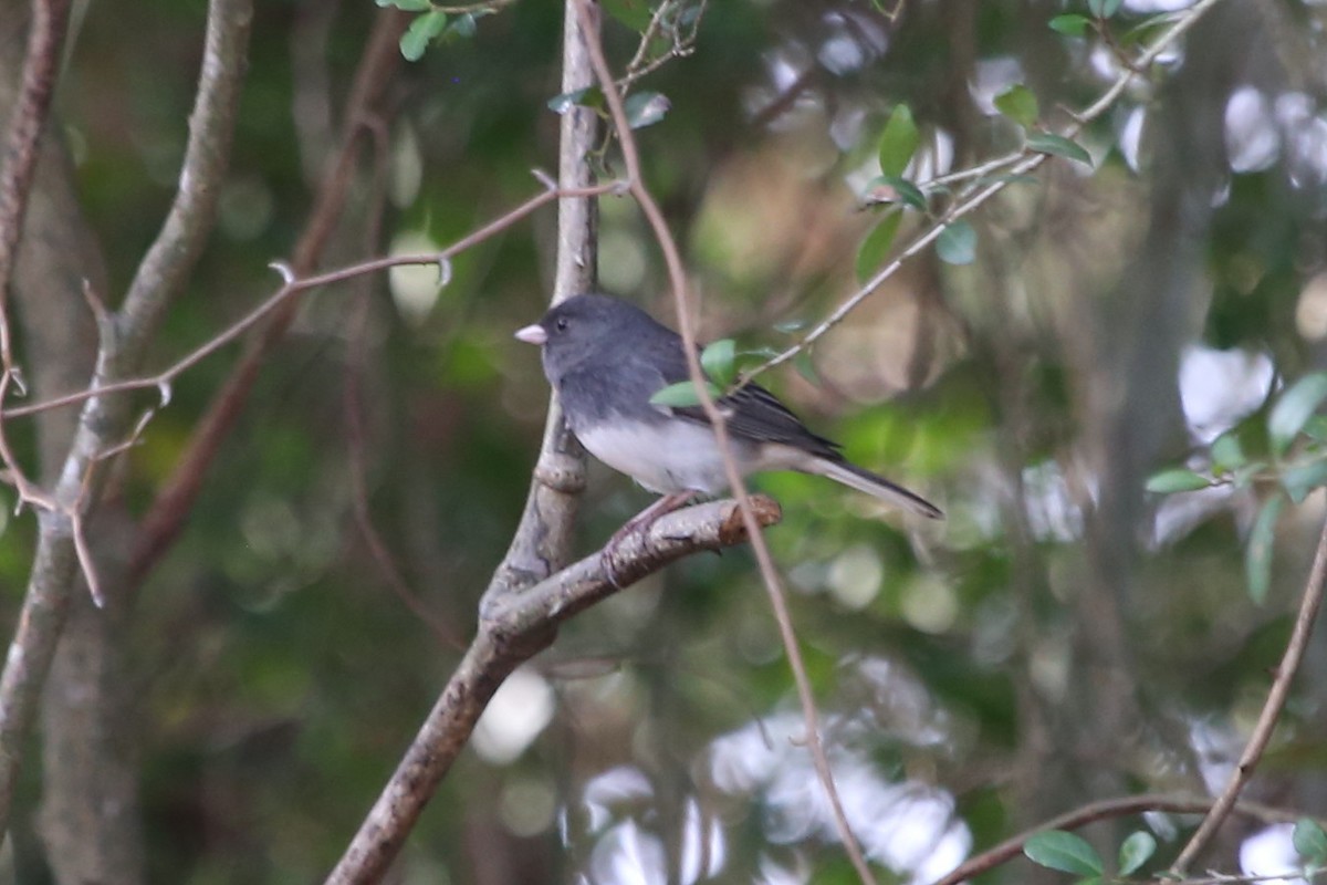Dark-eyed Junco (Slate-colored) - ML645488806