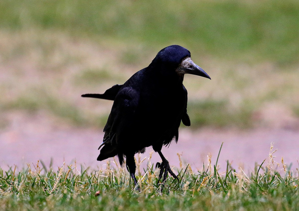 Corbeau freux - ML645488885