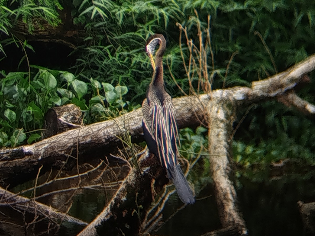 Doğu Yılanboyunu - ML645488895