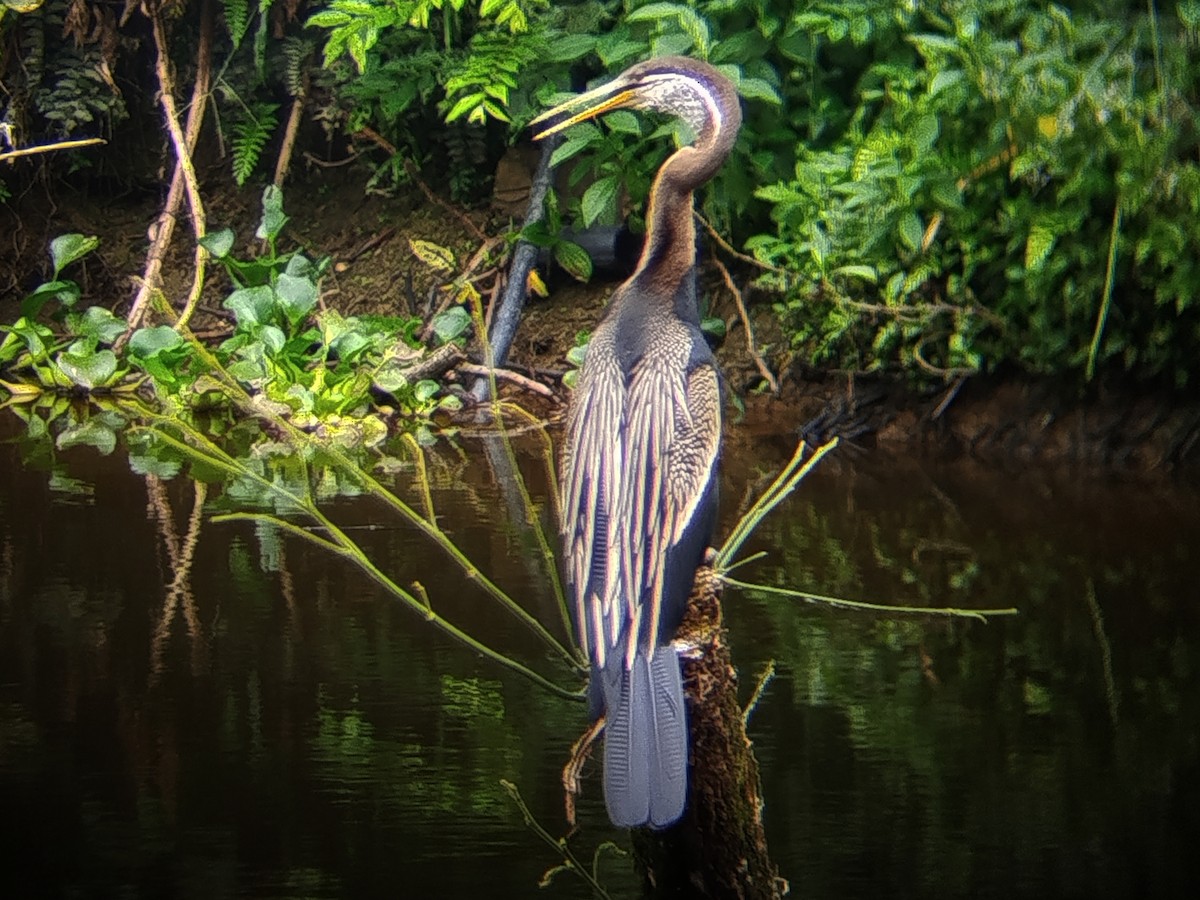 Doğu Yılanboyunu - ML645488896