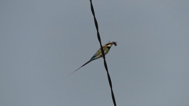 Бджолоїдка білогорла - ML645488902