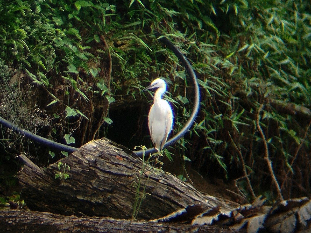 Little Egret - ML645488908