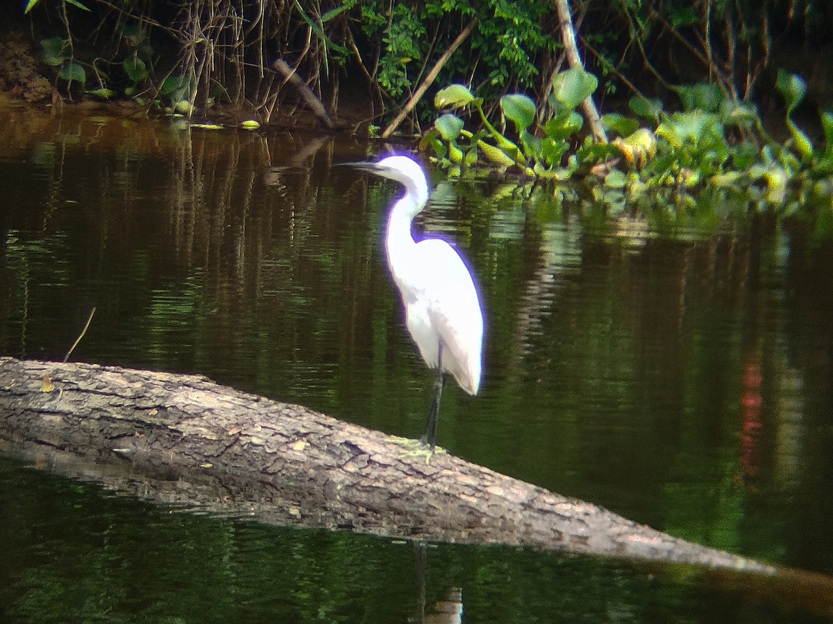Little Egret - ML645488909