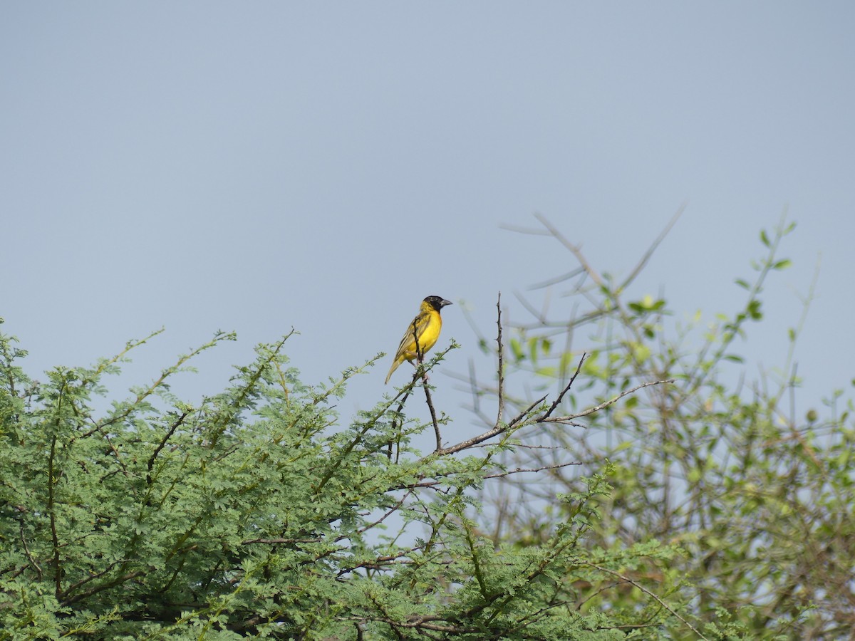 Tejedor Cabecinegro - ML645488916