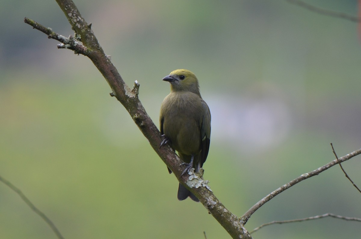 Palm Tanager - ML645488930