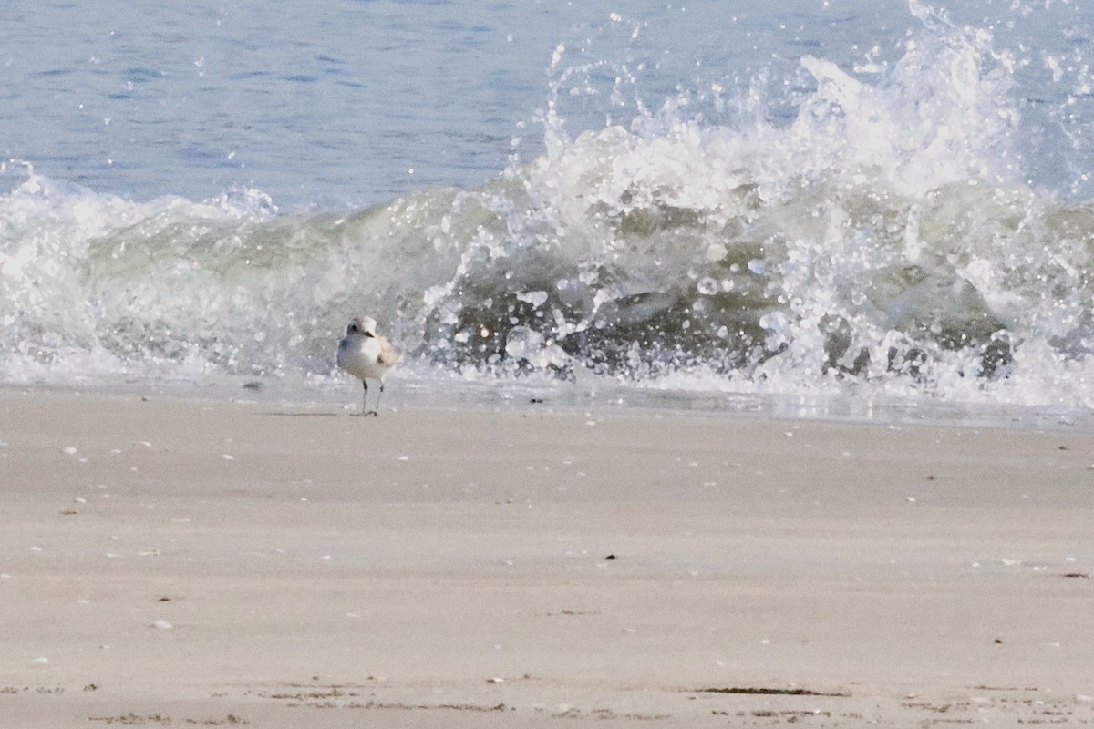 White-faced Plover - ML645488935