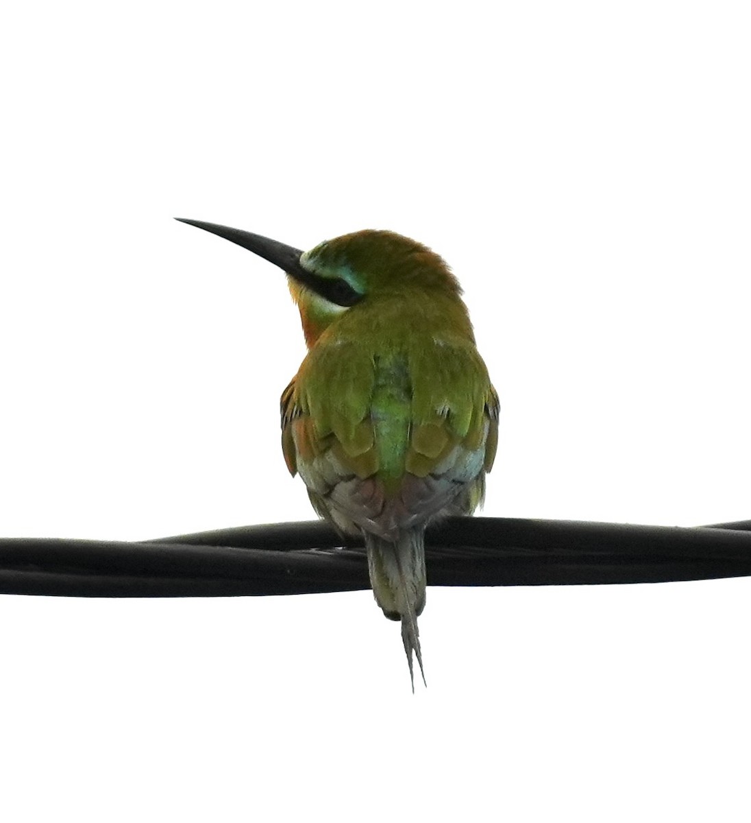 שרקרק ירוק - ML645488936