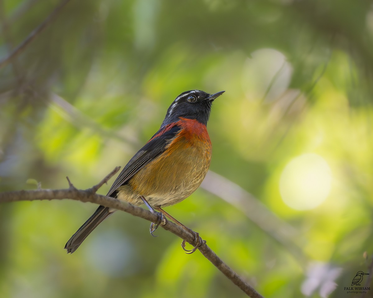 Collared Bush-Robin - ML645488937