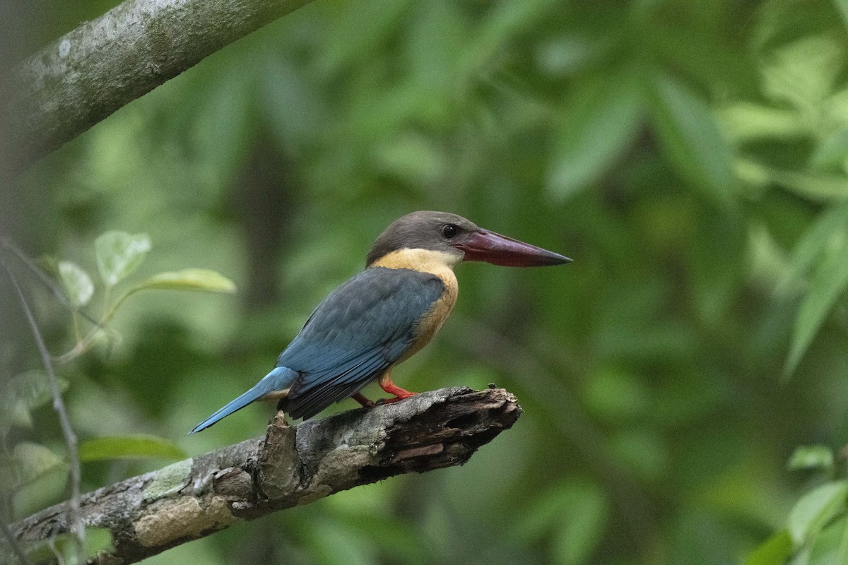 Stork-billed Kingfisher - ML645488939