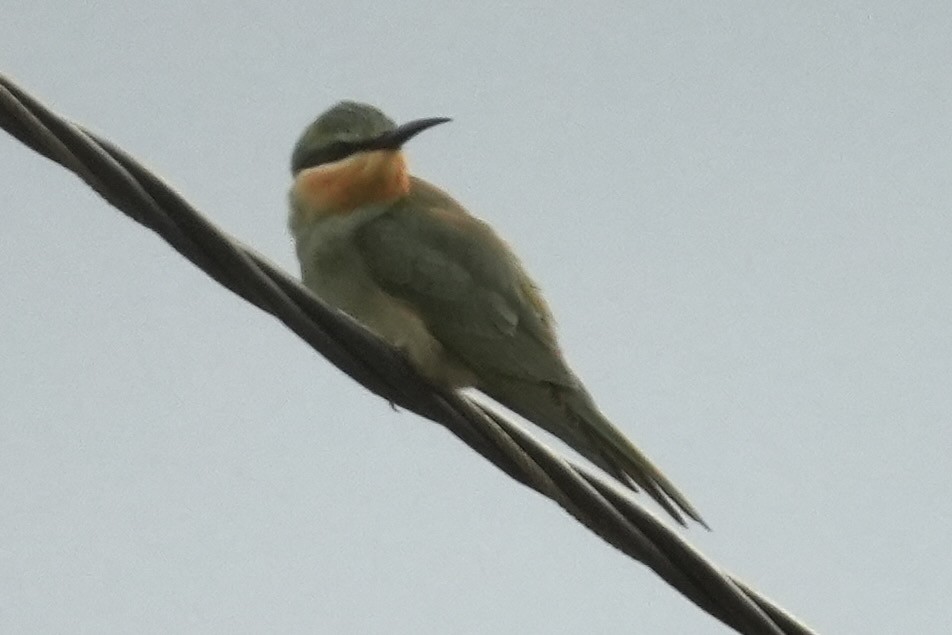 שרקרק ירוק - ML645488943