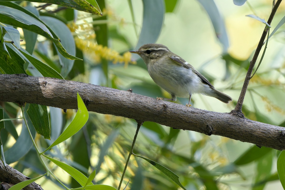 Yellow-browed Warbler - ML645488945
