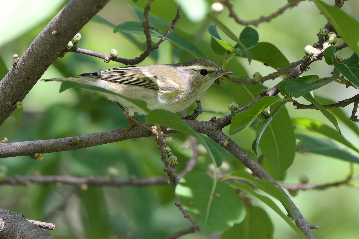 Yellow-browed Warbler - ML645488946