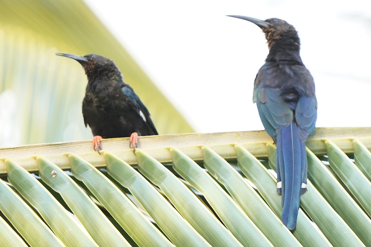 Green Woodhoopoe - ML645488947