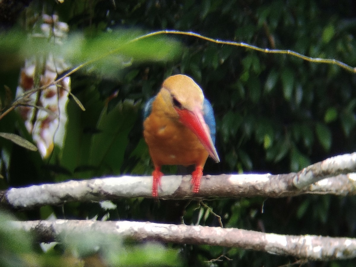 Stork-billed Kingfisher - ML645488948