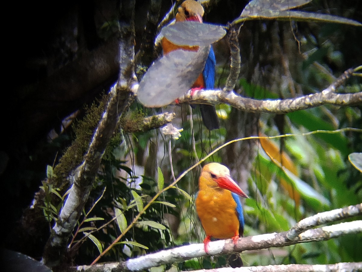Stork-billed Kingfisher - ML645488949