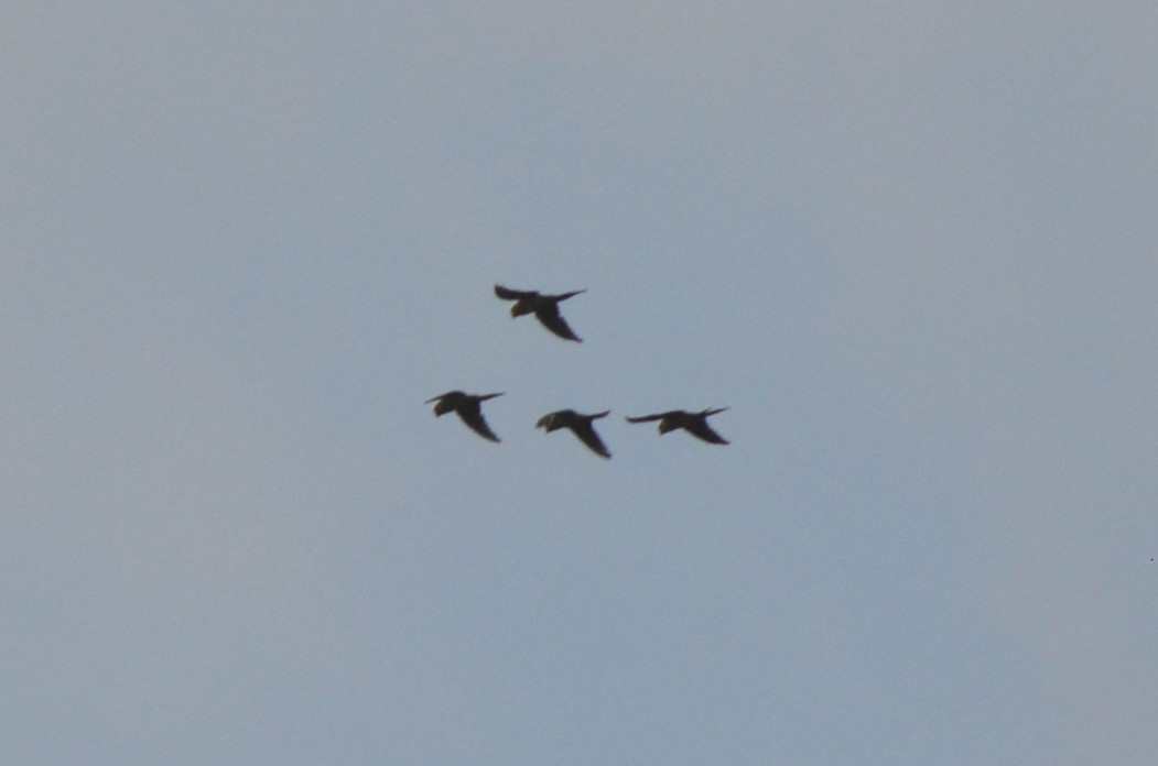 Yellow-eared Parrot - ML645488950