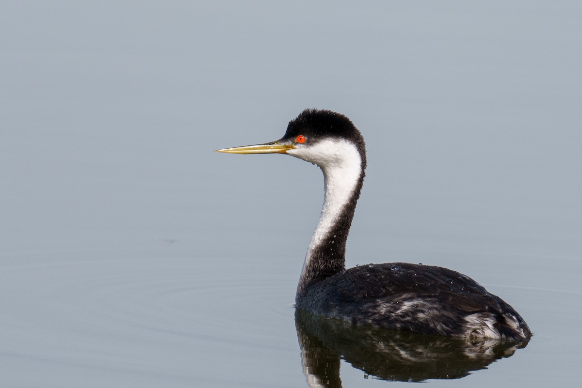 Western Grebe - ML645488952