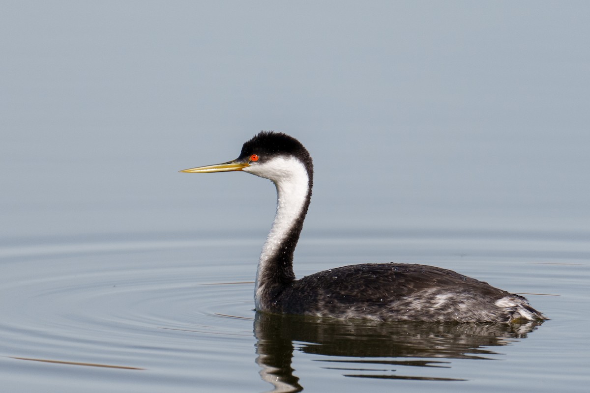 Western Grebe - ML645488953