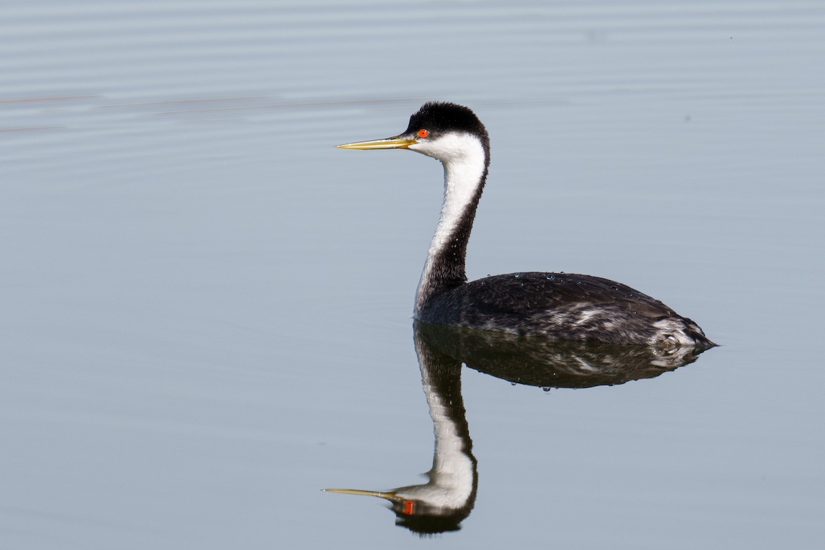 Western Grebe - ML645488954
