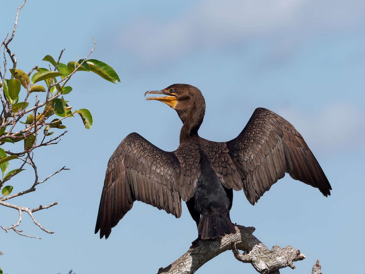 Double-crested Cormorant - ML645488956