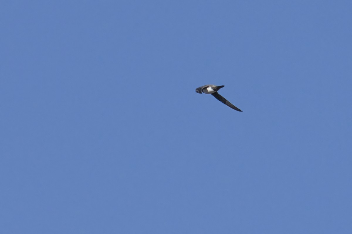 rorýs velký - ML645488957