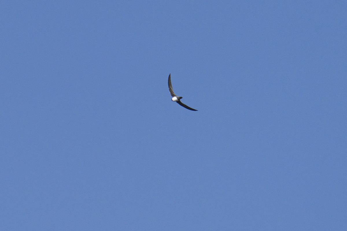 rorýs velký - ML645488958