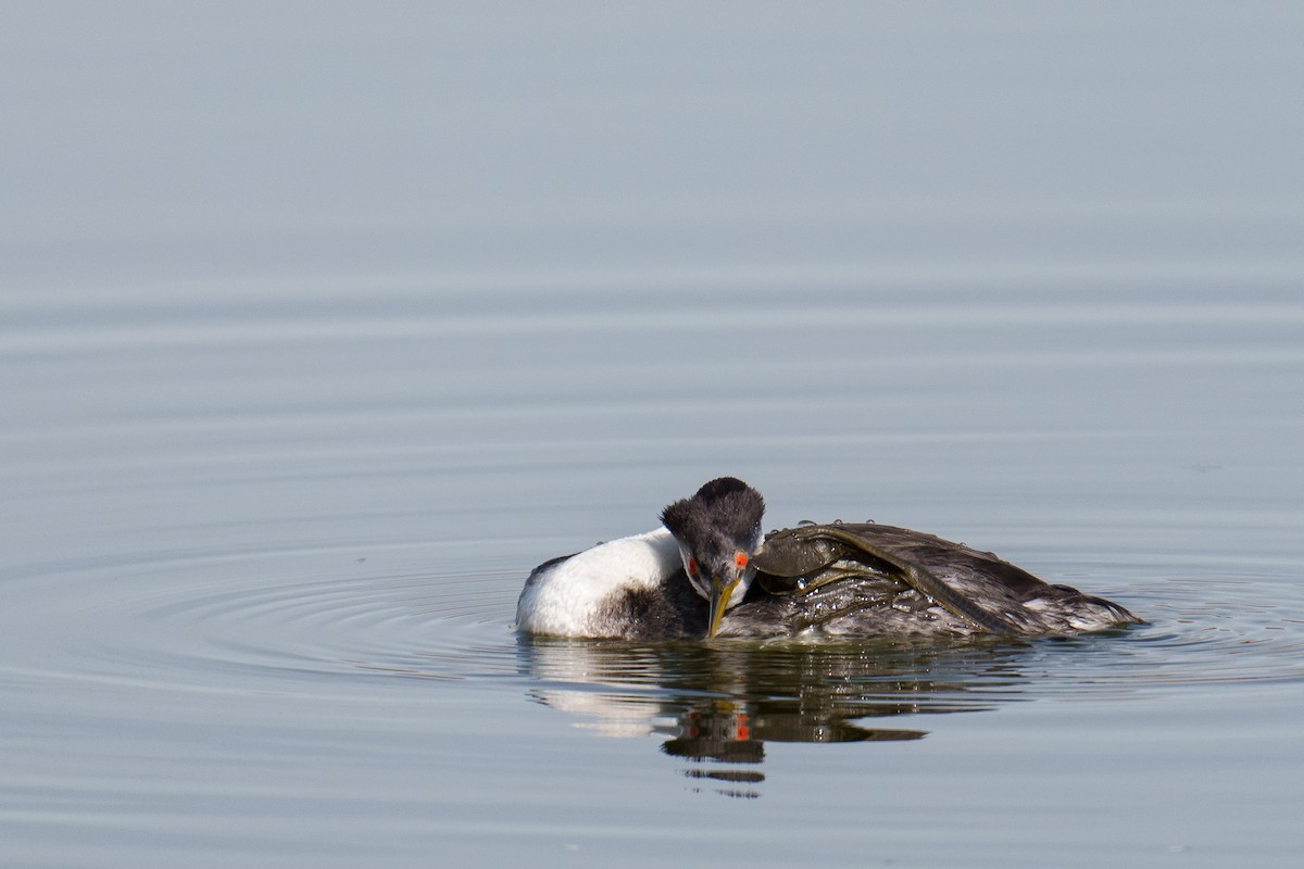 Western Grebe - ML645488959
