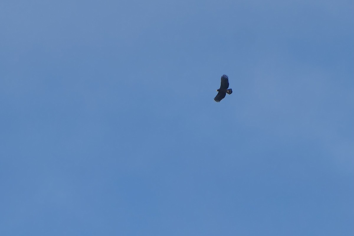 Crested Serpent-Eagle (Crested) - ML645488960