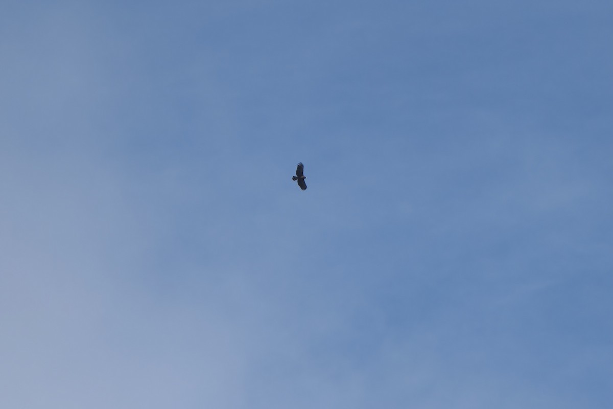 Crested Serpent-Eagle (Crested) - ML645488961