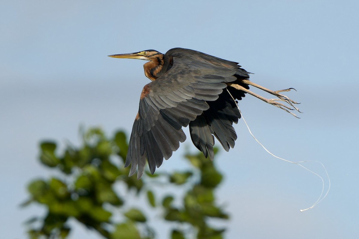 Purple Heron (Purple) - ML645488962