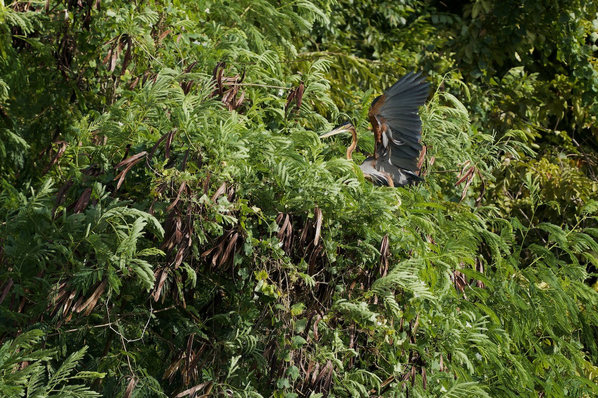 Purple Heron (Purple) - ML645488963