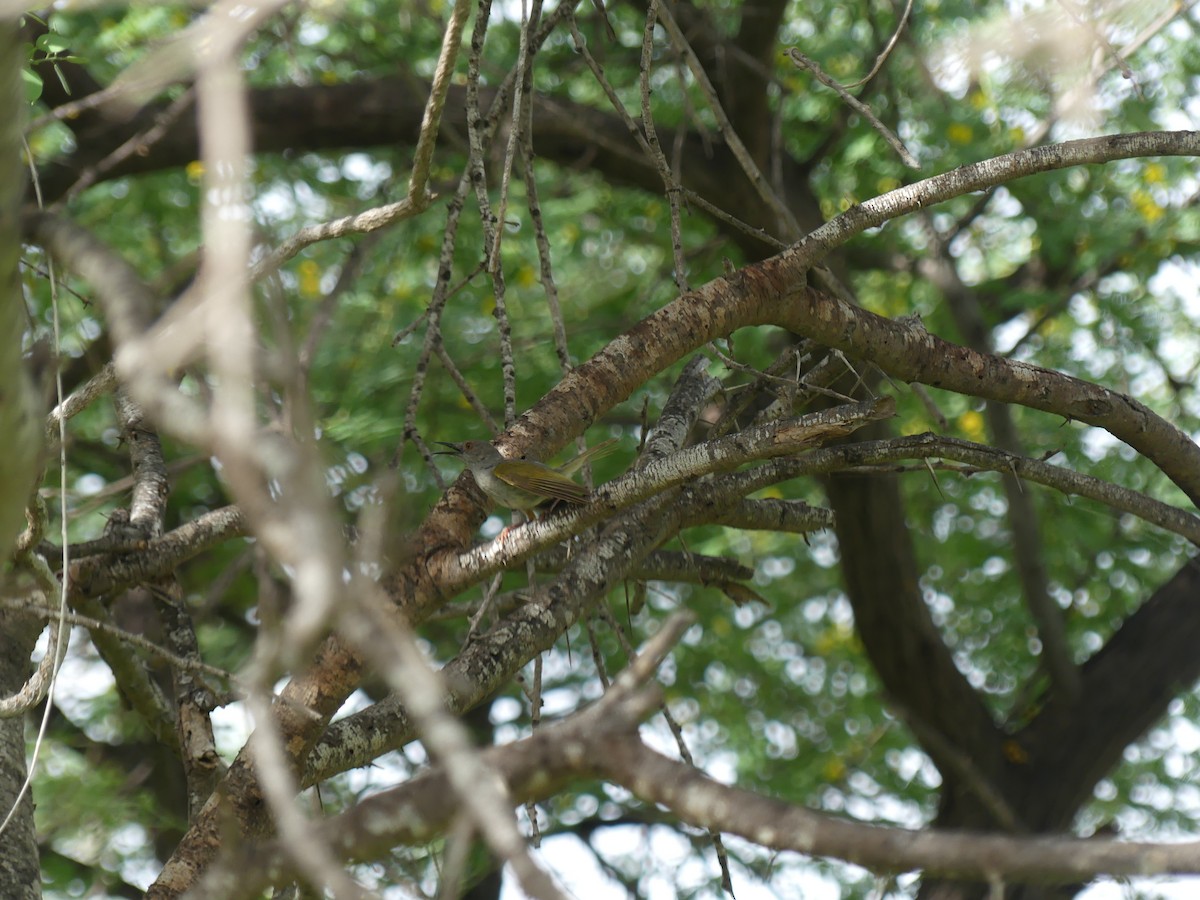Green-backed Camaroptera - ML645488964