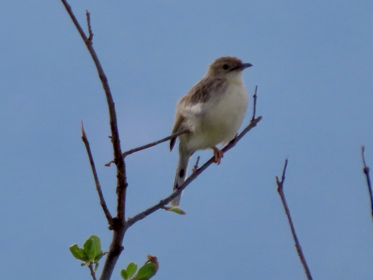 Ashy Cisticola - ML645488965