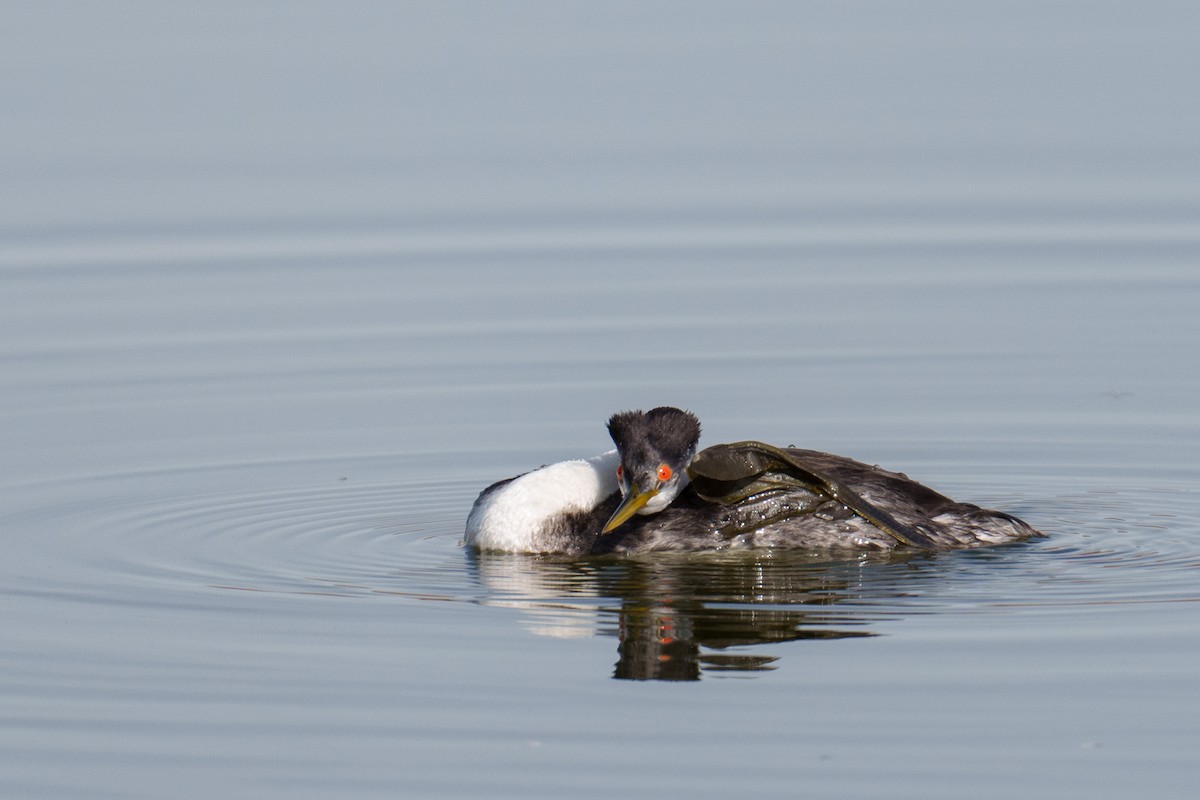 Western Grebe - ML645488966