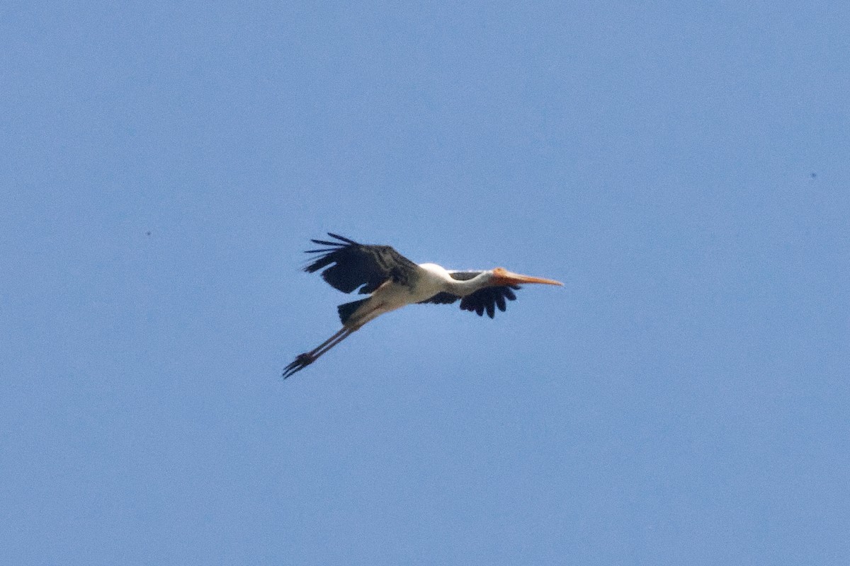 Painted Stork - ML645488967