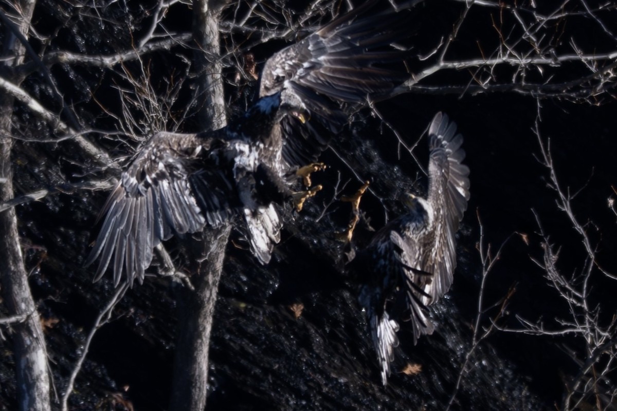 Bald Eagle - ML645488968