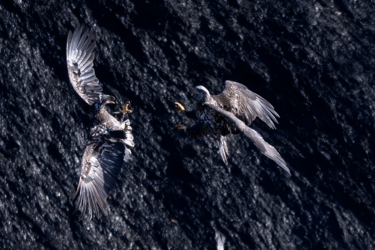 Bald Eagle - ML645488969