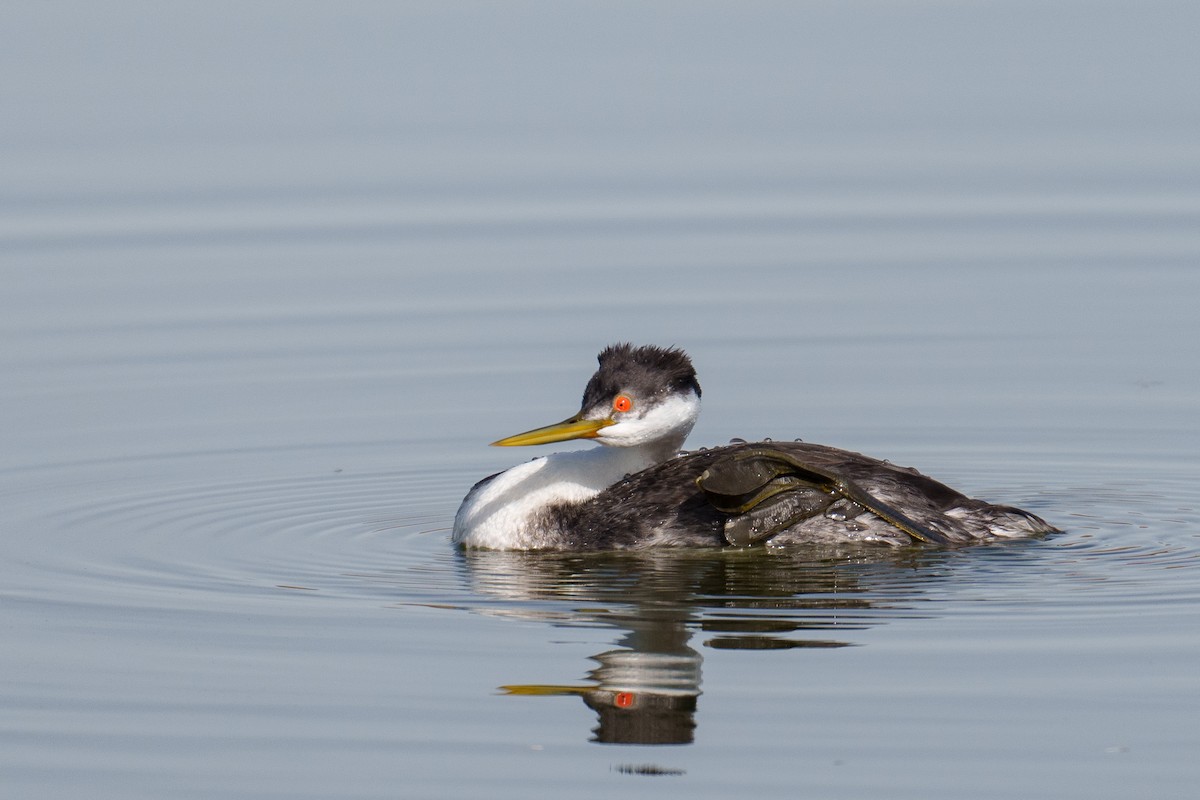Western Grebe - ML645488970