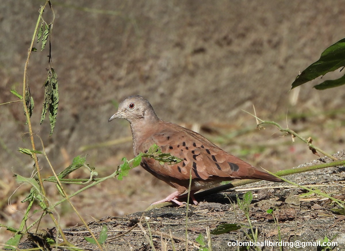 Ruddy Ground Dove - ML645488973