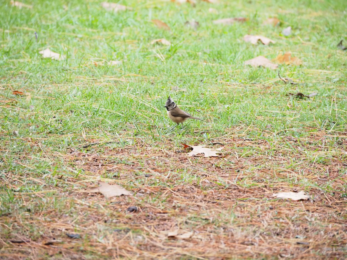 Crested Tit - ML645488974
